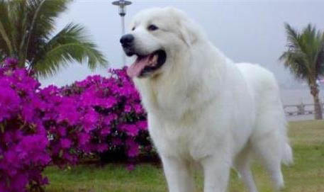 大白熊犬吐黃粘液的原因及處理方法