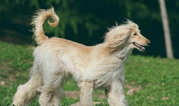 薩路基獵犬吃東西卡住了急救