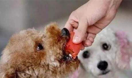 狗狗得了腸炎用什么藥治療好