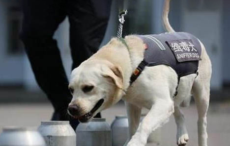 緝毒犬種有哪些