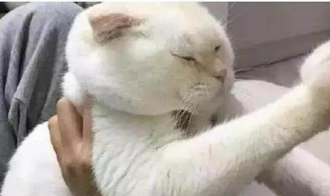 貓咪為什么會有爪子味兒