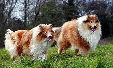 選購英國古代牧羊犬時要注意什么