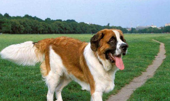 圣伯納犬為什么禁養