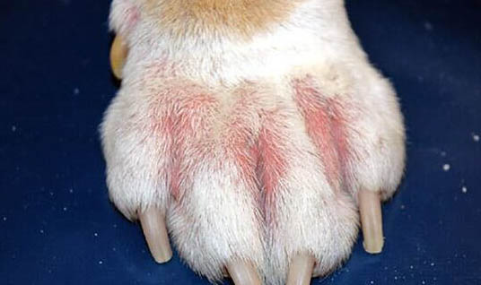 大型寵物犬有哪些品種