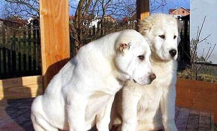 中亞牧羊犬適合家養(yǎng)嗎