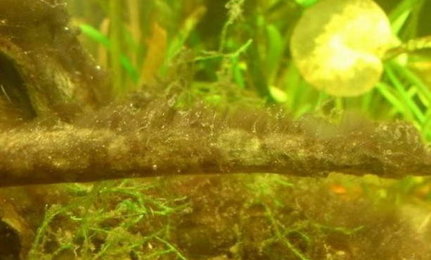 魚缸中的氧氣泵需要一直開著嗎