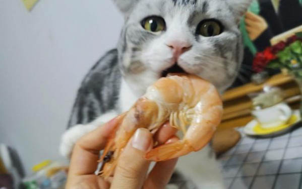 請問貓咪嘔吐的原因及處理方法?