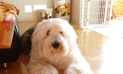 狗和狗為什么打架