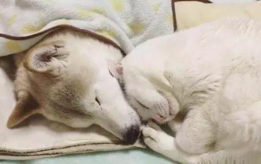 貓咪能不能吃奶油啊?