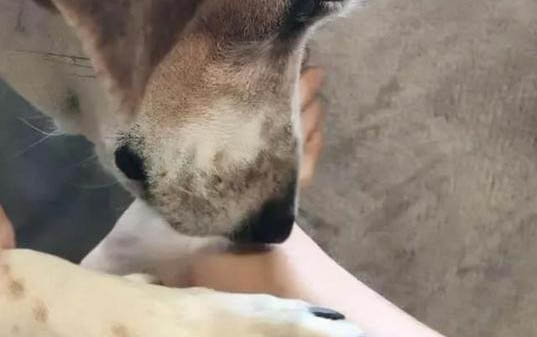 狗狗感冒不吃藥可以自己好嗎