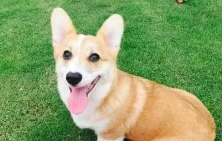 狗狗吃了巧克力怎么補救
