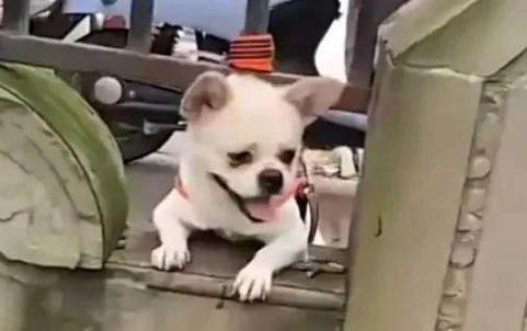 狗能不能吃抹茶面包