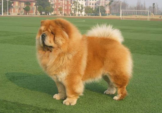 為什么松獅犬被禁養