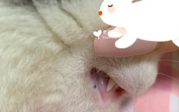 貓打疫苗后精神不振不吃東西