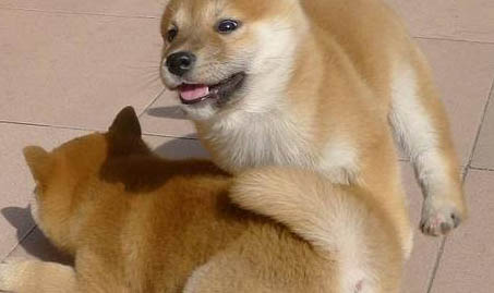 秋田犬怎么養?