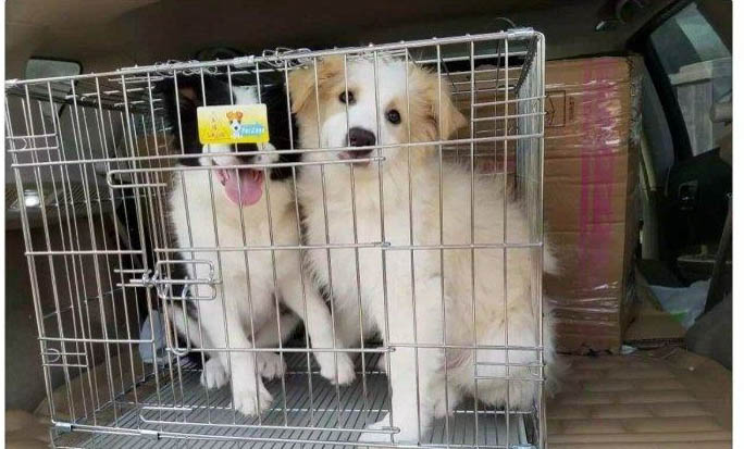 狗狗為什么抽搐