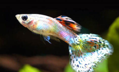 孔雀魚不喂食會餓死嗎