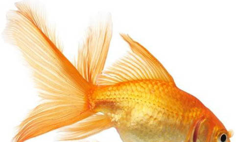 食蚊魚多大可以繁殖