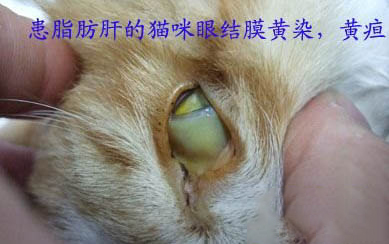 小貓被踩到肚子要多久能好