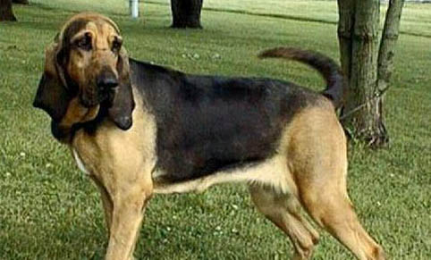 美國水獵犬的起源和歷史