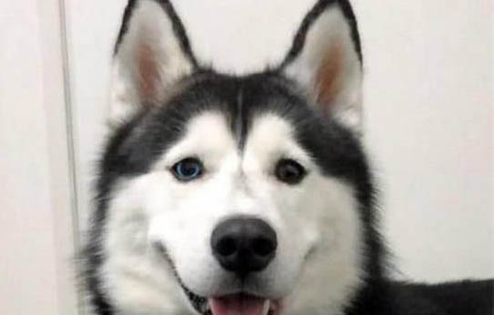 狗狗吃了老鼠藥在家怎么急救