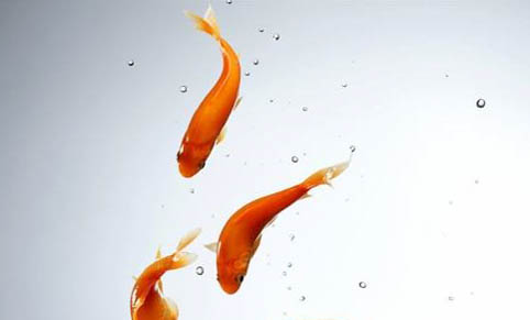 魚缸爆氧對魚有好處嗎？