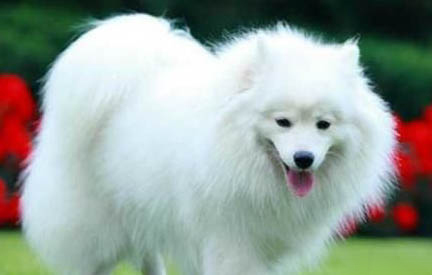 狗狗狂犬病潛伏期多久