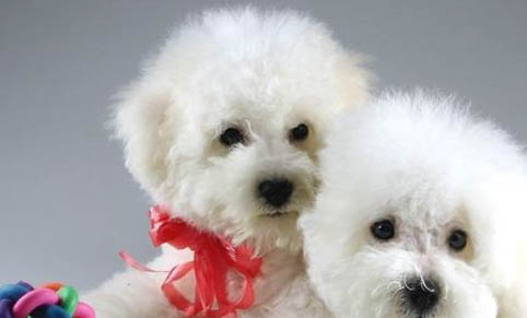 比熊犬最近沒(méi)有精神是什么原因