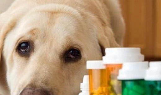 狗狗的品種有哪些？