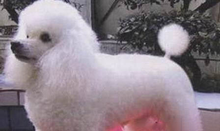 貴賓犬體外驅(qū)蟲多久一次