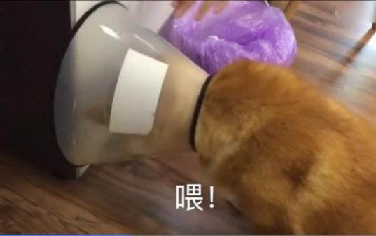 狗狗吃了感冒藥嘔吐該怎么辦