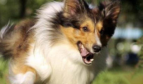 喜樂蒂牧羊犬犬瘟熱可以驅蟲嗎