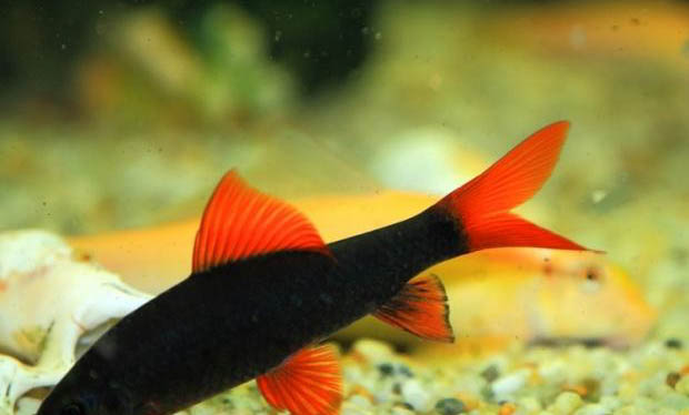 潛水艇魚可以喂蚯蚓嗎