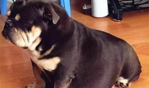 狗狗拉不出屎