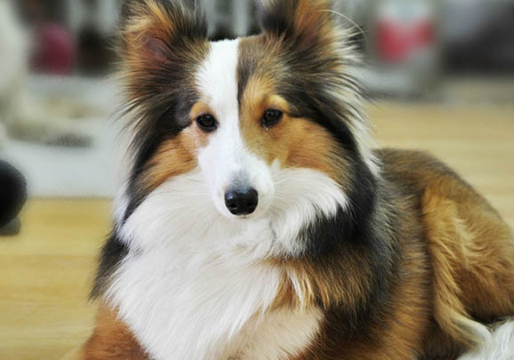 蘇格蘭牧羊犬太瘦的原因及處理方法