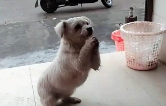 狗眼球旁眼白有黑褐色