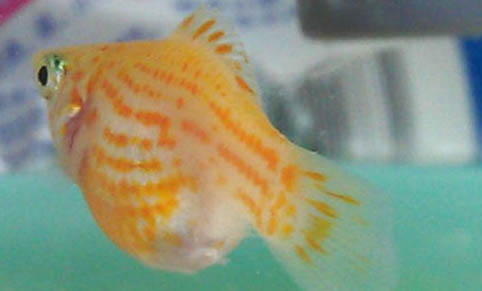 狗狗吃了魚刺怎么軟化排出來