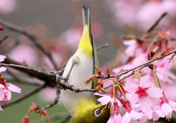 繡眼鳥怎么挑選