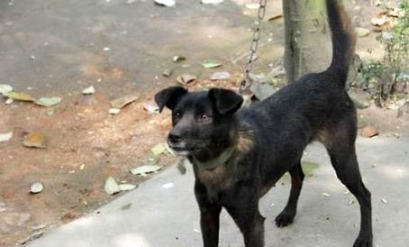 西班牙小獵犬老喝水是什么原因