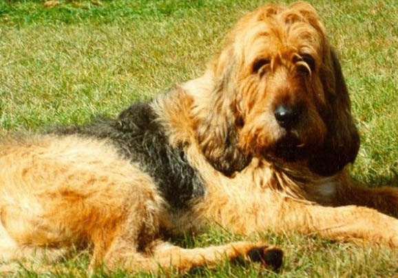 不列塔尼獵犬哪里有賣