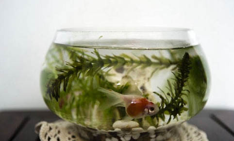 魚缸過濾器要哪些濾材