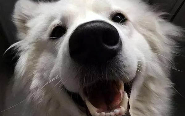 狗狗能吃人的鈣片嗎