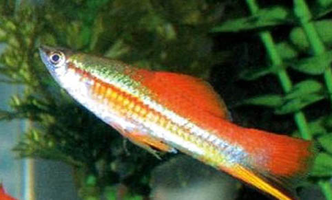 魚懷孕和腹水圖區別圖