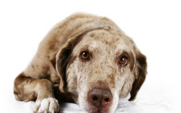 金毛犬美容步驟