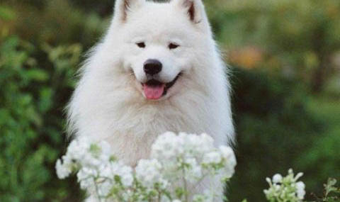如何護(hù)理薩摩耶犬的毛發(fā)