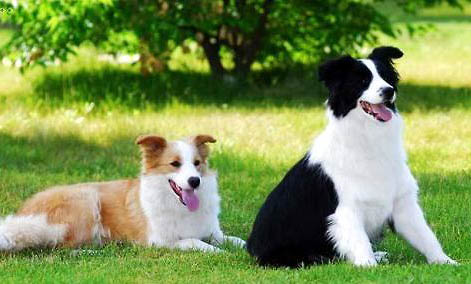 牧羊犬的種類有哪些