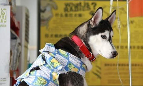為什么狗不吃飯呢