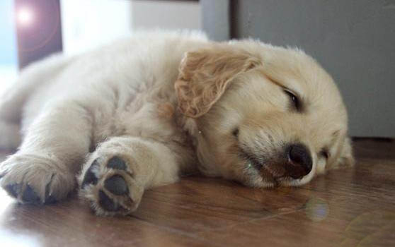 金毛犬有黑色的嗎