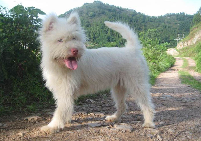 貴州下司犬幼崽出售市場