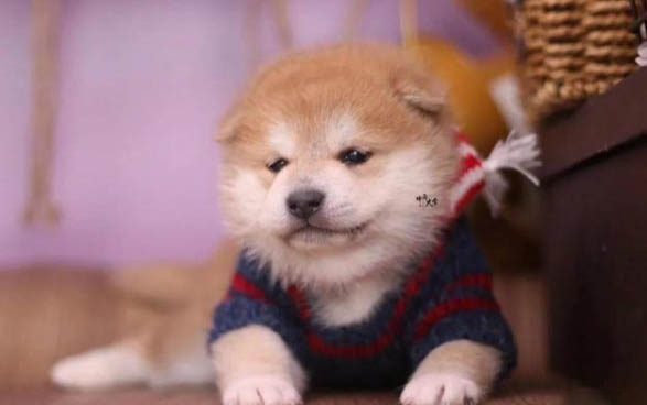 北京哪里賣柴犬